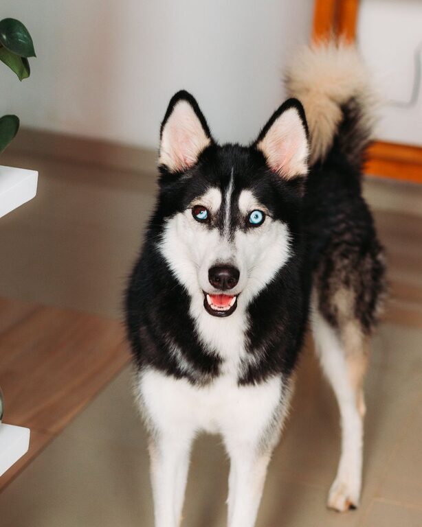Post: How to set up a pet-friendly home corner